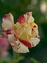 Rosa Camille Pissaro2